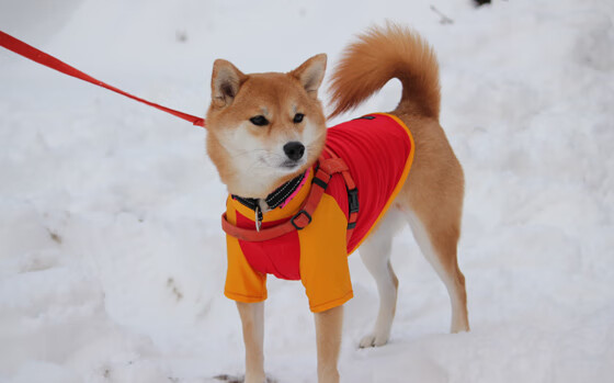 极速交锋，F1街道赛与黄色潜水艇的突破战术—当比利亚雷亚尔冲垮威尔士防线