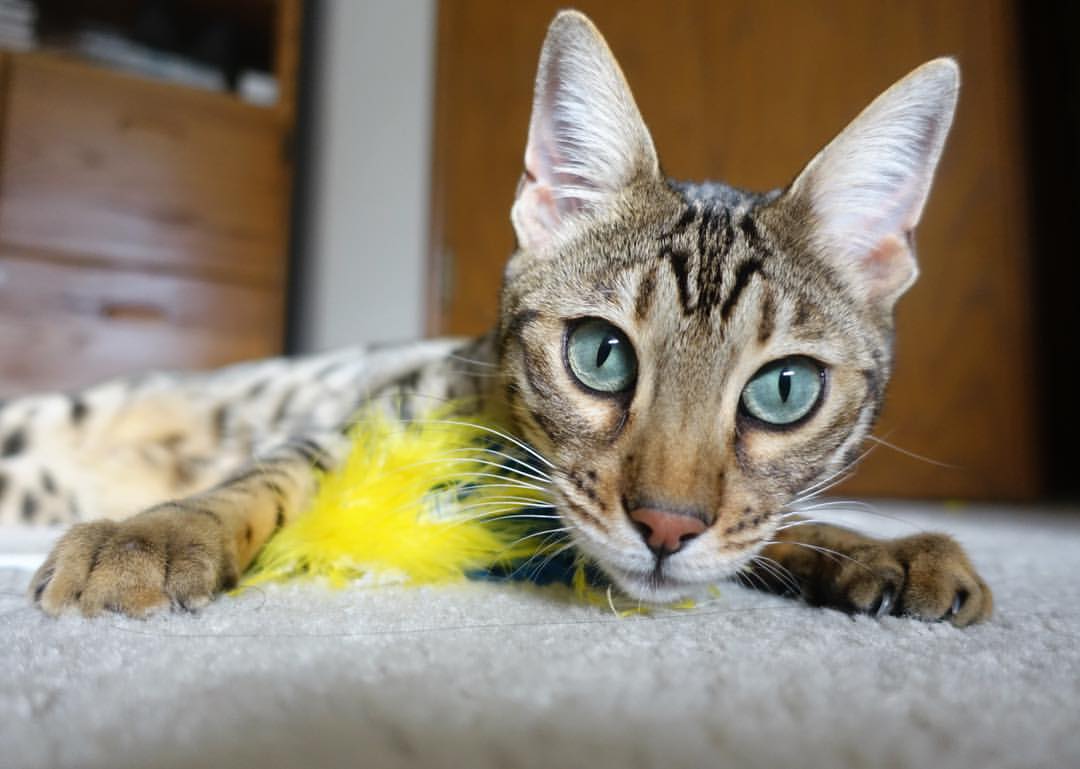 新大陆的炮火,当奥纳纳的扑救如征服者般收割AC米兰