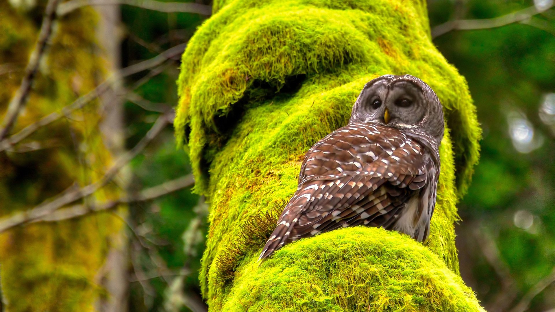 恩比德抢七封神夜！魔术逆转马刺创队史