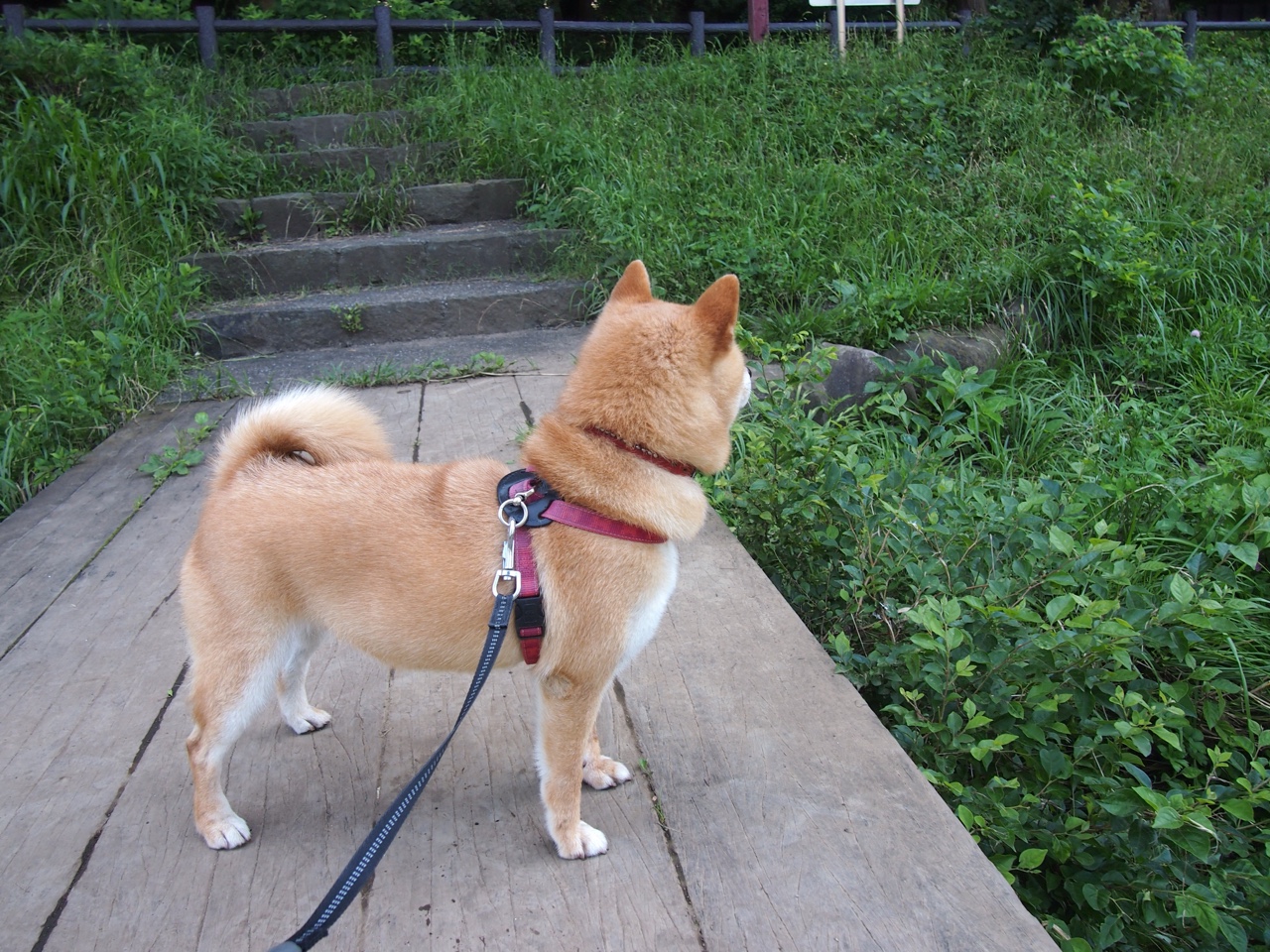 钢与焰，当广厦踏碎灰熊之日，詹姆斯在美加墨接管黄昏