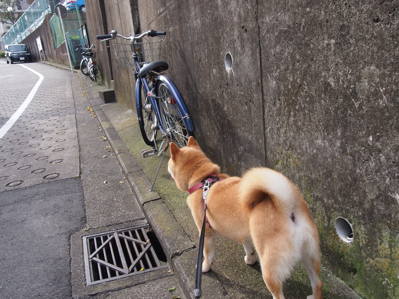 当湖人一波流惊艳世界,库里则在更大舞台闪耀着孤星之光