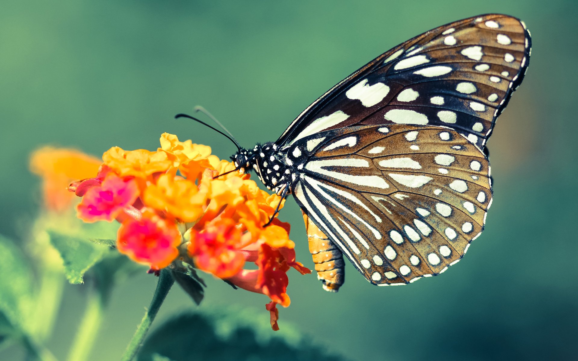 火山与冰山的代码,莫德里奇如何在那不勒斯之夜重写胜负的算法