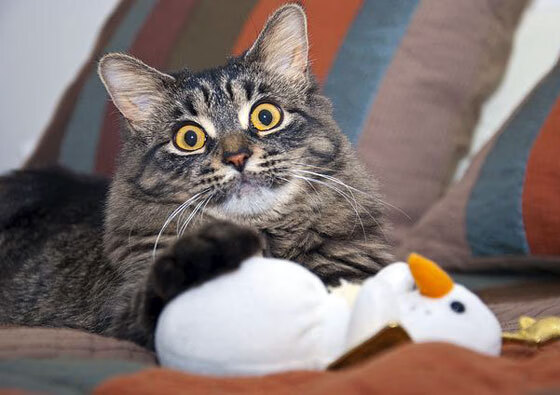 罗德里利刃出鞘,葡萄牙绝境擒鹰