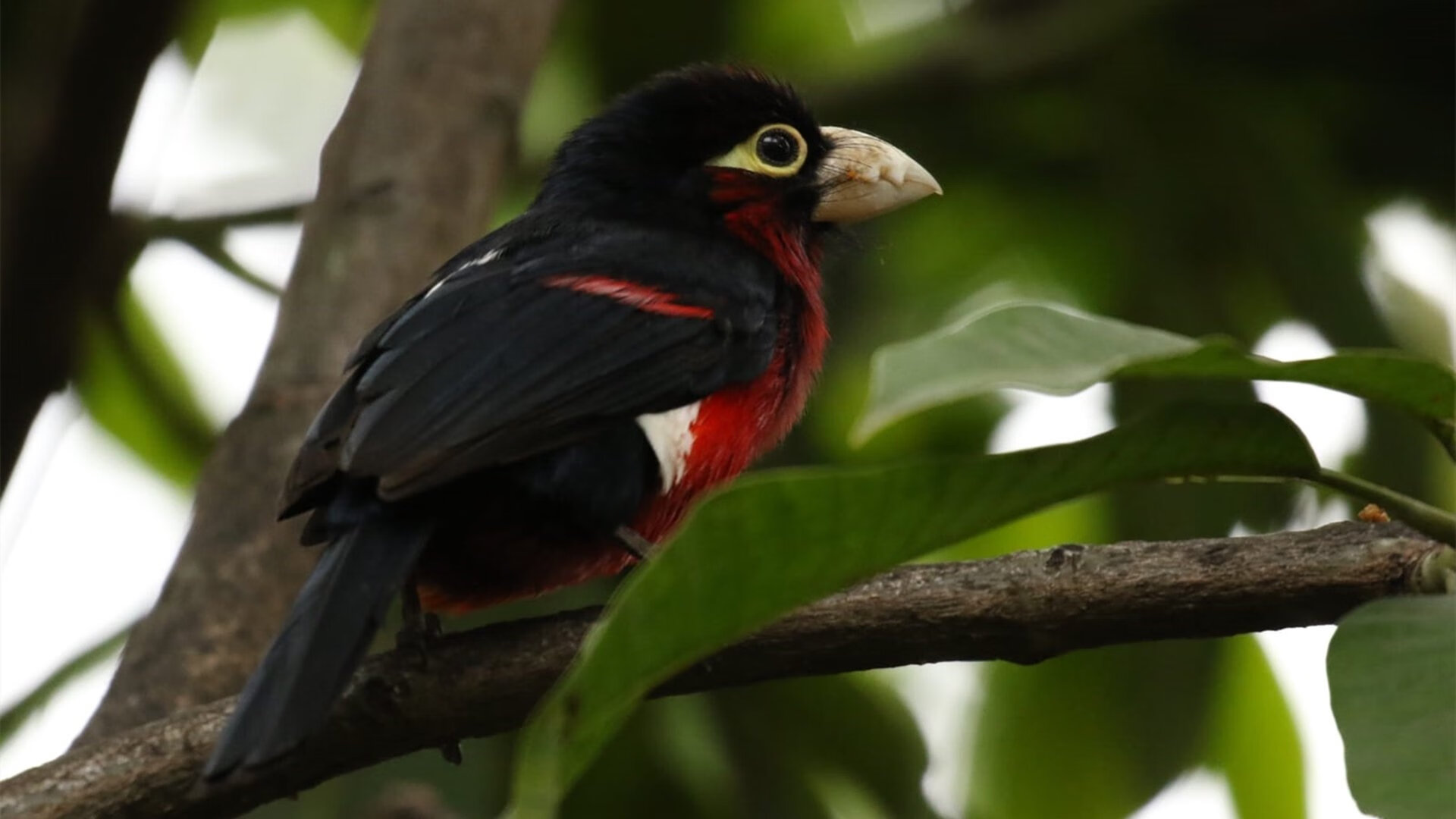 冰火锋刃,欧文攻防两端统治比赛,掘金末节窒息逆转鹈鹕