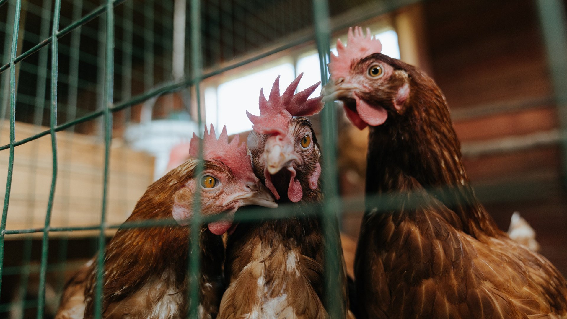 撕裂51年诅咒，快船最后三分钟的救赎之战