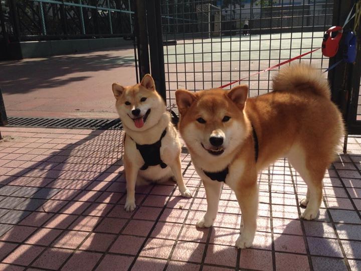 当字母哥空降独行侠对阵国王,一场平行宇宙的关键战