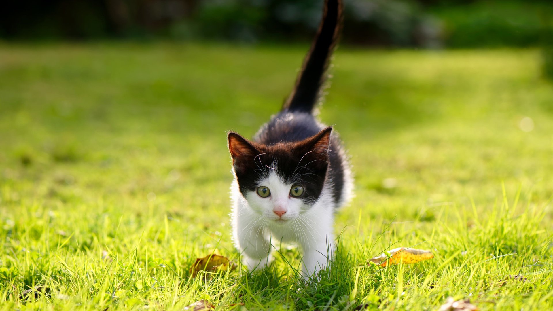 刺穿宿命的牢笼，罗德里戈在维罗德隆的窒息高压下完成救赎爆发