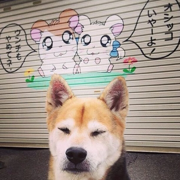 欧冠淘汰赛焦点战再现,猛龙最后时刻力克凯尔特人,篮球场上演终极对决