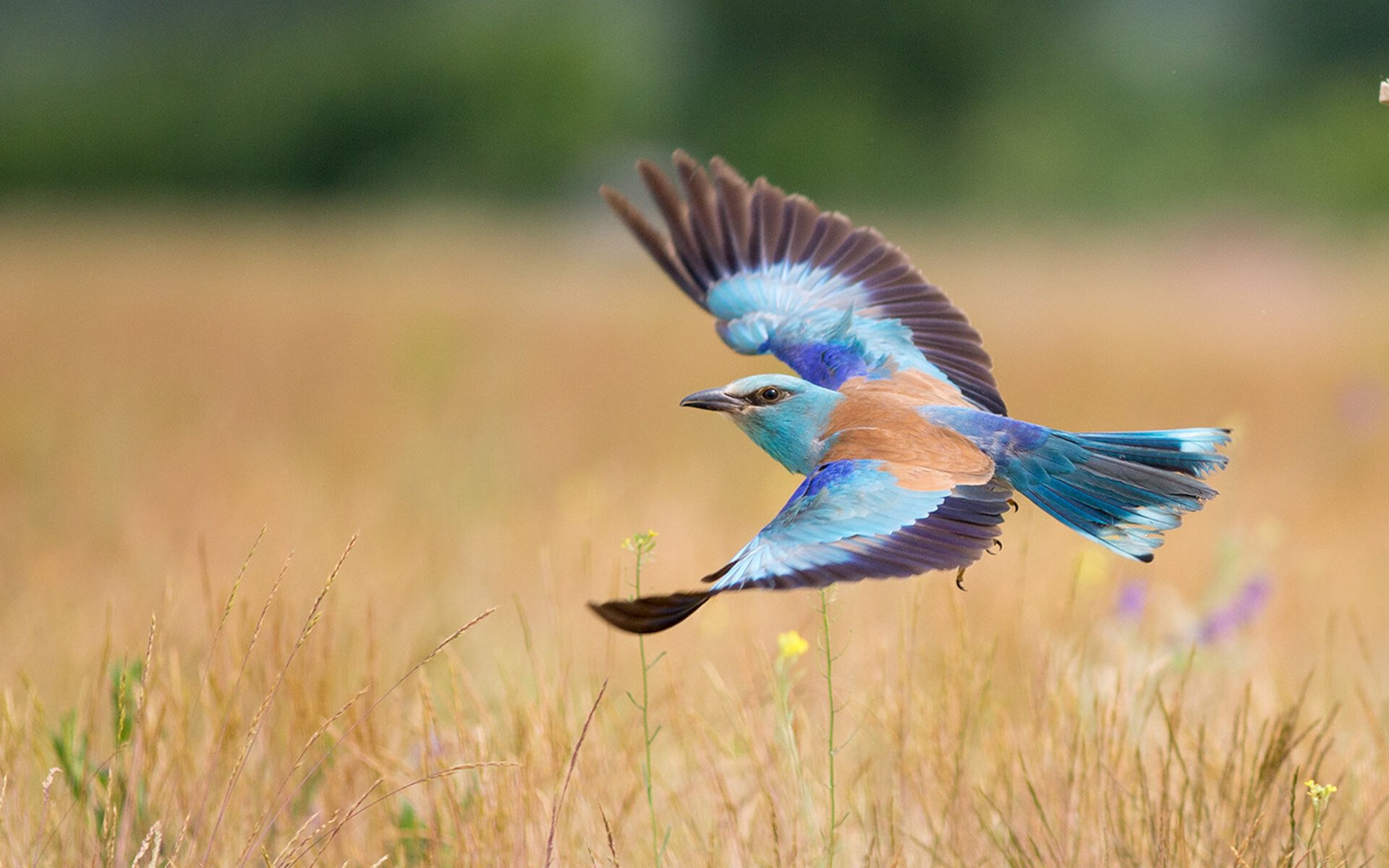 毕尔巴鄂铁血强压南美劲旅,巴雷拉一锤定音定乾坤