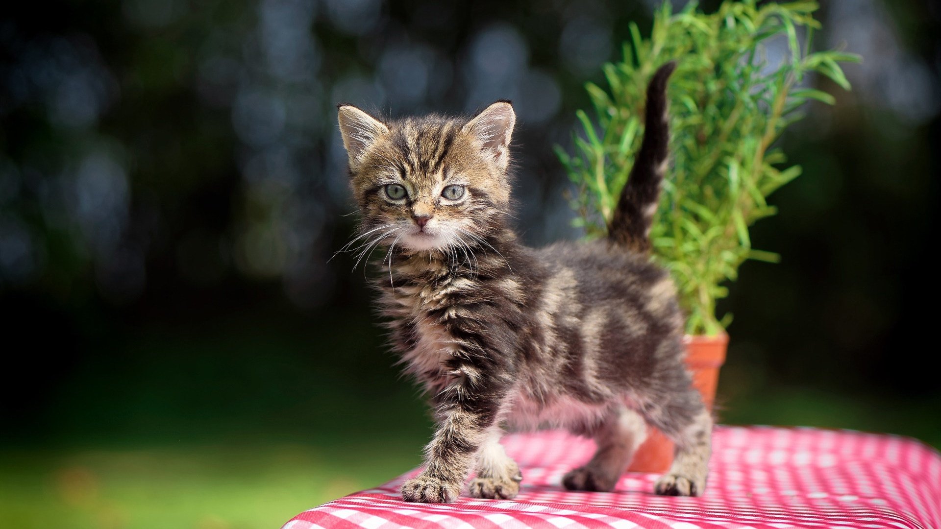 芝加哥没有克莱·汤普森,但今夜有个克莱主宰了生死
