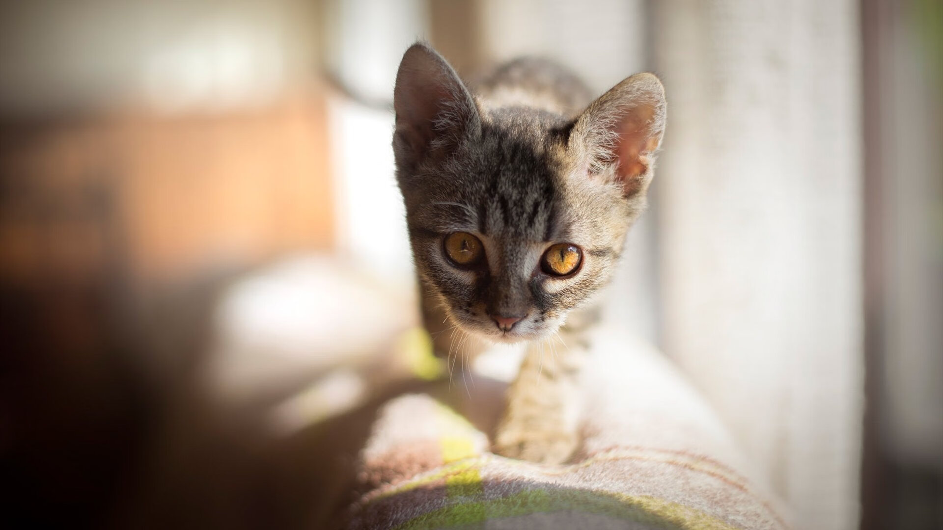 纽约的钢铁与夏洛特的玫瑰,东决关键战中尼克斯火力全开压制黄蜂