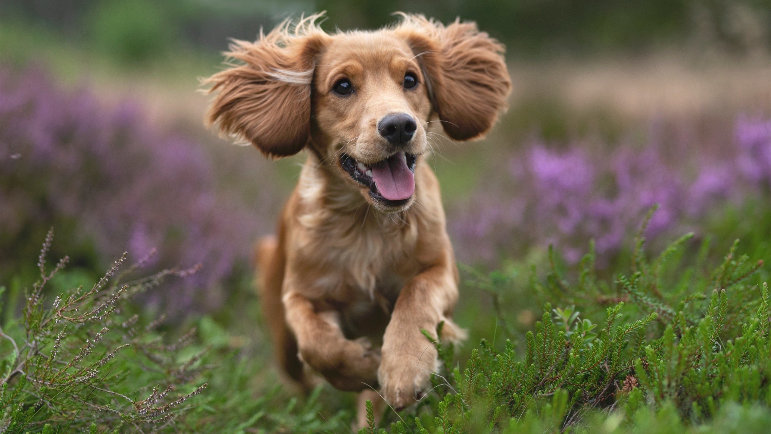 铁血征服几内亚—马竞用秩序绞杀野性，维尼修斯们的利刃撞上花岗岩