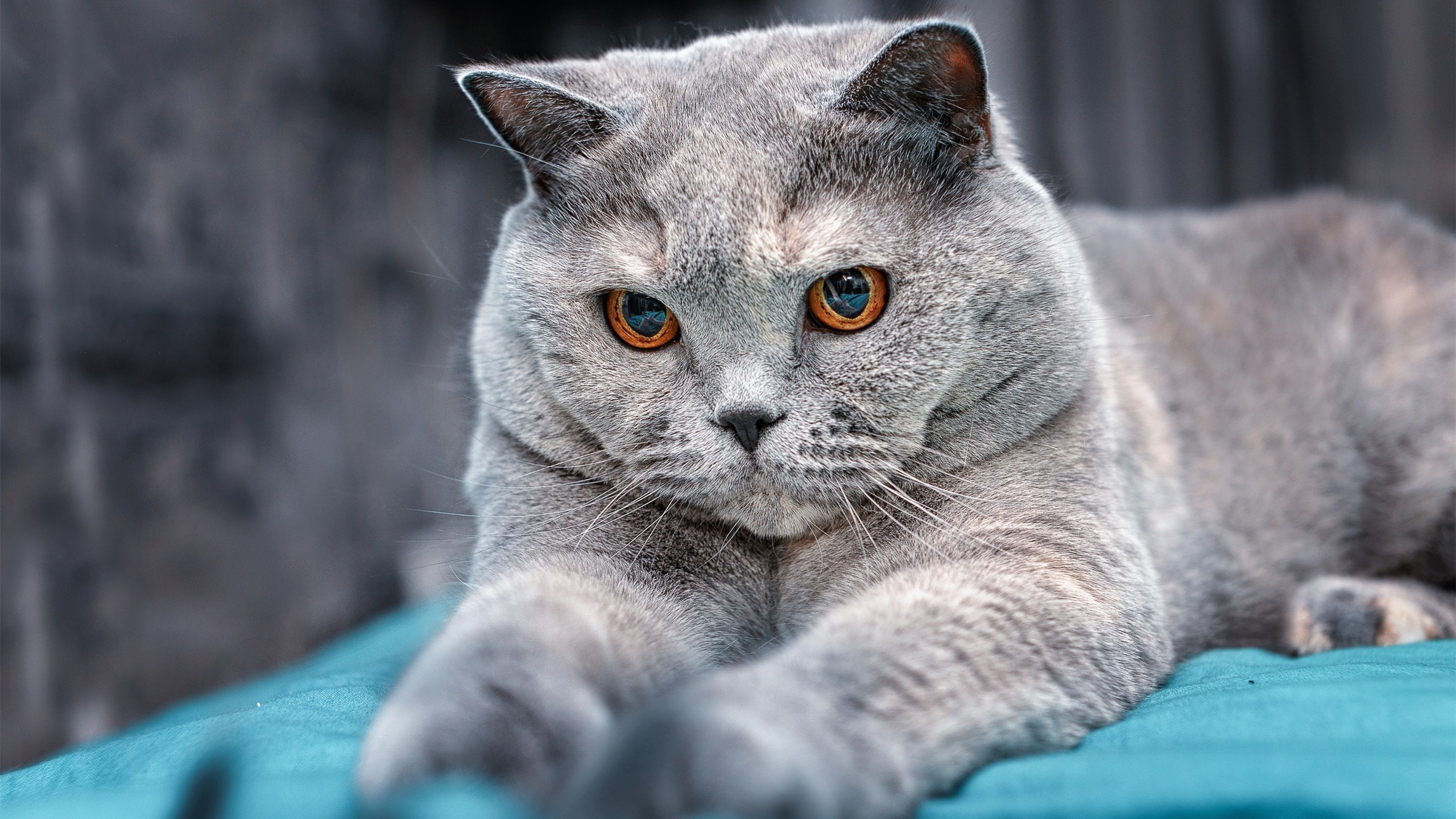 足球双线传奇，秘鲁加时鏖战擒洪都拉斯，劳塔罗德甲争冠战独揽风云