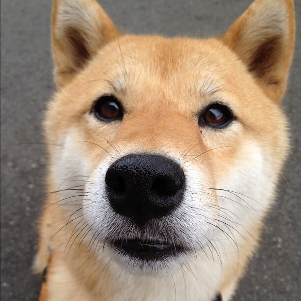 棋盘上的绿茵场，当梅西的节奏与罗马的弃兵同频共振