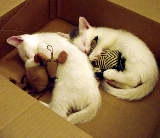 阴影中的艺术，西决生死战，李刚仁如何以沉默的博弈锁定胜局